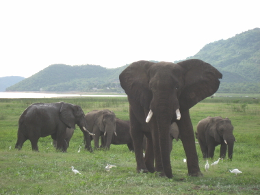 AtJہiAfrican Elephantj